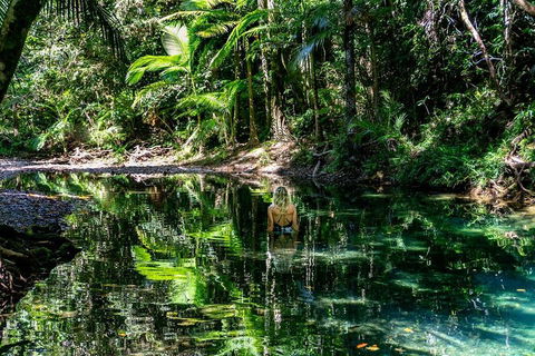 Daintree And Cape Tribulation Full Day Guided Tour - Accommodation Batemans Bay 1