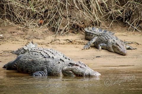 Daintree And Cape Tribulation Full Day Guided Tour - Accommodation Batemans Bay 3