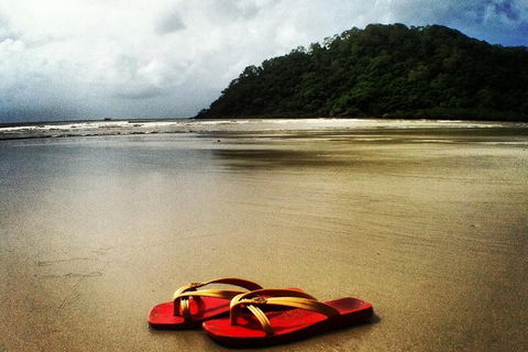Daintree And Cape Tribulation Full Day Guided Tour - Accommodation Batemans Bay 4