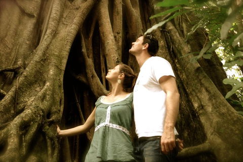 Daintree And Cape Tribulation Full Day Guided Tour - Accommodation Batemans Bay 5