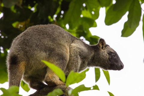 Cairns & Port Douglas All-Inclusive 7 Days Touring Package - Accommodation Batemans Bay 3