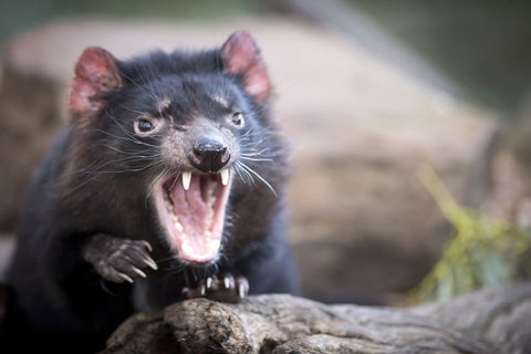 Port Arthur And Tassie Devils Active Day Tour From Hobart - Accommodation Batemans Bay 3