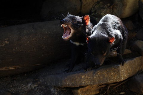 Port Arthur And Tassie Devils Active Day Tour From Hobart - Accommodation Batemans Bay 4
