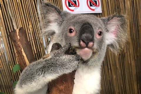 Kuranda Tour Deluxe Course With Kuranda 3 Zoos Or Free Course - Accommodation Batemans Bay 0