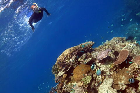 Silverswift Outer Great Barrier Reef Dive And Snorkel Cruise From Cairns - Accommodation Batemans Bay 3