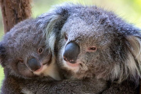 Half-Day Or Full-Day Tour With Private Guide From Melbourne - Accommodation Batemans Bay 1