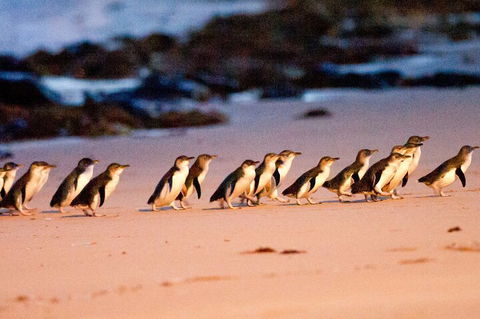 Half-Day Or Full-Day Tour With Private Guide From Melbourne - Accommodation Batemans Bay 5