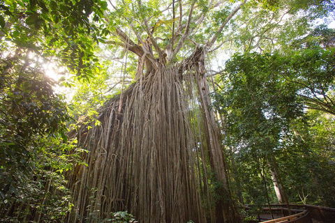 Double Pack-Ancient Rainforest And Waterfalls! - Accommodation Batemans Bay 5