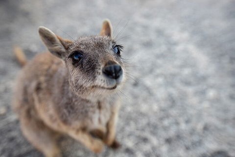Chillagoe Caves And Outback Day Trip From Cairns - Accommodation Batemans Bay 2