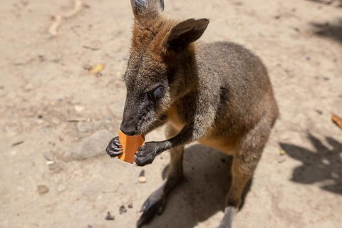 Chillagoe Caves And Outback Day Trip From Cairns - Accommodation Batemans Bay 5