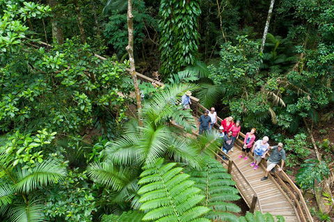 2 Day Daintree Rainforest, Cape Tribulation And Outback Chillagoe Tour - Accommodation Batemans Bay 3