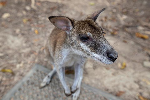 2 Day Daintree Rainforest, Cape Tribulation And Outback Chillagoe Tour - Accommodation Batemans Bay 4