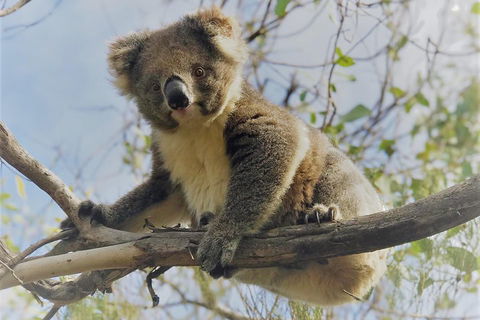 Kangaroo Island Scenic Trail Tour - Accommodation Batemans Bay 2