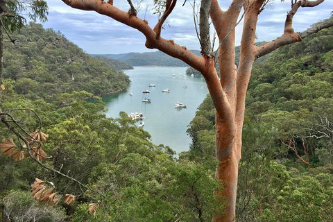 Shore Excursion: Sydney's Northern Beaches & Ku-ring-gai National Park Bus Tour - Accommodation Batemans Bay 1