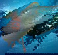 Great Barrier Reef Snorkeling and Diving Cruise from Cairns - Accommodation Batemans Bay