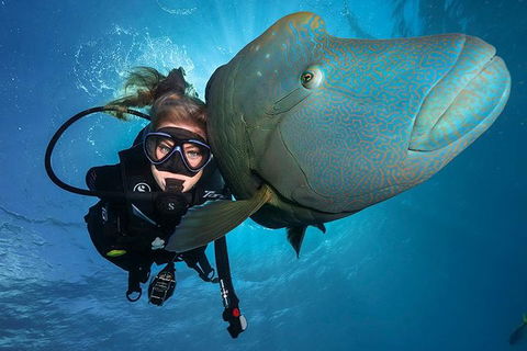 Great Barrier Reef Snorkeling And Diving Cruise From Cairns - Accommodation Batemans Bay 0
