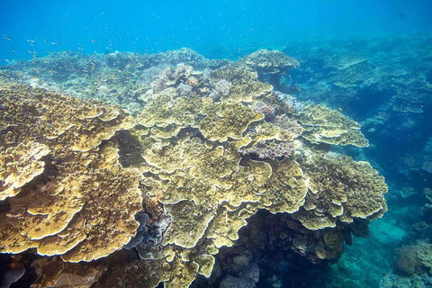 Cruise To Moore Reef Pontoon And Return Helicopter Flight From Cairns - Accommodation Batemans Bay 5