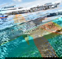 Scenic Helicopter Flight to Moore Reef and Return Snorkeling Cruise from Cairns - Accommodation Batemans Bay