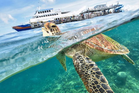 Scenic Helicopter Flight To Moore Reef And Return Snorkeling Cruise From Cairns - Accommodation Batemans Bay 0