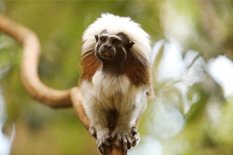 Breakfast With The Koalas At Hartley's Crocodile Park From Cairns Or Palm Cove - Accommodation Batemans Bay 3