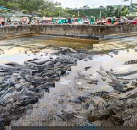 Hartley's Crocodile Adventures Day Trip from Cairns - Accommodation Batemans Bay