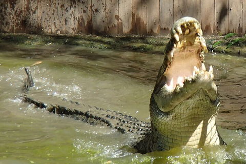 Hartley's Crocodile Adventures Day Trip From Palm Cove - Accommodation Batemans Bay 3