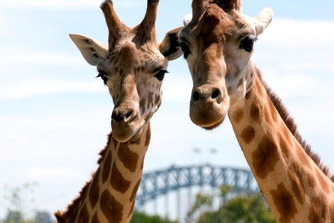 Sydney Harbour Ferry With Taronga Zoo Entry Ticket - Accommodation Batemans Bay 1