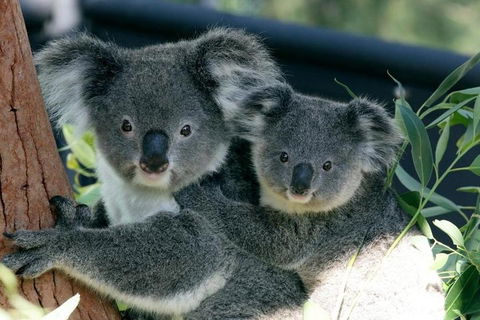 Sydney Harbour Ferry With Taronga Zoo Entry Ticket - Accommodation Batemans Bay 3