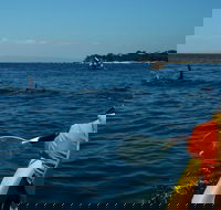 Mornington Peninsula Kayak Coastline Tour of Dolphin Sanctuary - Accommodation Batemans Bay