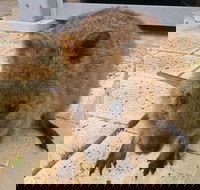 Wave Rock Pinnacles and Rottnest One Day Aeroplane Tour - Accommodation Batemans Bay