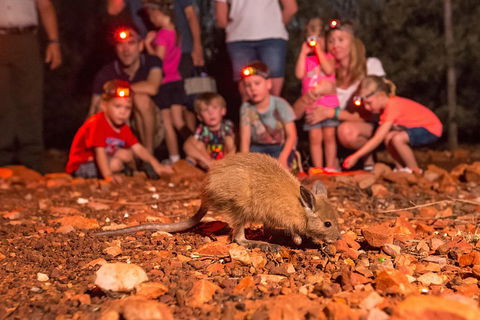 Alice Springs Desert Park Nocturnal Tour - Accommodation Batemans Bay 1