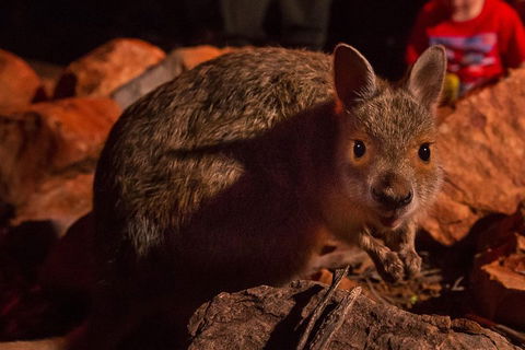 Alice Springs Desert Park Nocturnal Tour - Accommodation Batemans Bay 3
