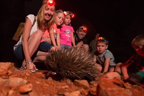 Alice Springs Desert Park Nocturnal Tour - Accommodation Batemans Bay 5