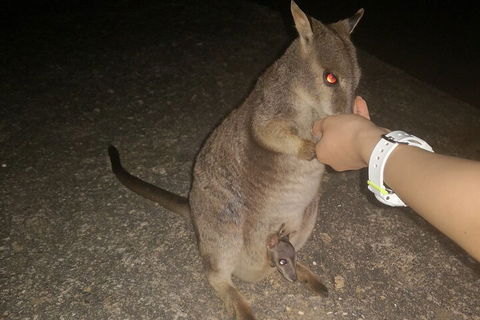 Private Tour To Paronella Park, Historic Village Herberton And Wild Life Wallaby - Accommodation Batemans Bay 0