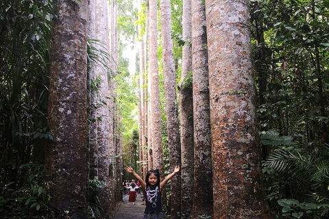 Private Tour To Paronella Park, Historic Village Herberton And Wild Life Wallaby - Accommodation Batemans Bay 2