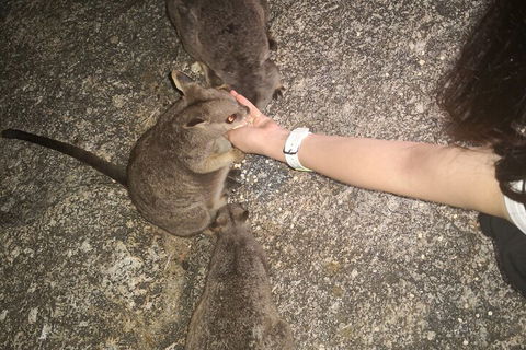 Private Tour To Paronella Park, Historic Village Herberton And Wild Life Wallaby - Accommodation Batemans Bay 4