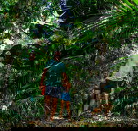 Full Day Daintree Rainforest and Mossman Gorge Tour - Accommodation Batemans Bay