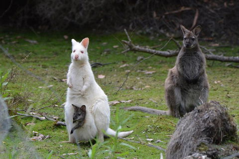 Full-Day Guided Bruny Island Tour From Hobart - Accommodation Batemans Bay 0