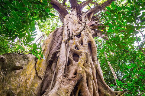 Mossman Gorge Adventure Day - Accommodation Batemans Bay 1