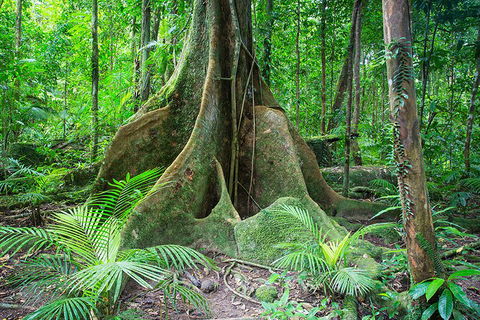 Mossman Gorge Adventure Day - Accommodation Batemans Bay 4