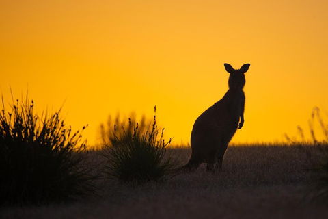 Kangaroo Island Luxury Small Group 'Flinders Chase Focus' Full Day Tour - Accommodation Batemans Bay 5