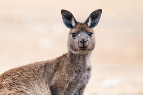 Kangaroo Island Luxury Small Group 'East End Explorer' Full Day Tour - Accommodation Batemans Bay 1
