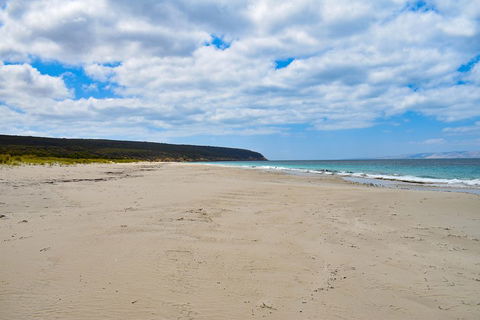 Kangaroo Island Luxury Small Group 'East End Explorer' Full Day Tour - Accommodation Batemans Bay 3