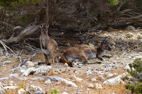 Kangaroo Island Luxury Small Group 'East End Explorer' Full Day Tour - Accommodation Batemans Bay 4