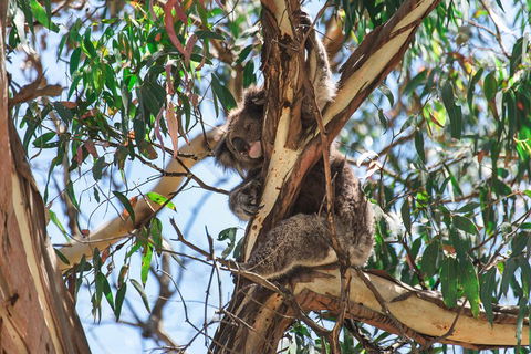 Full-Day Great Ocean Road And 12 Apostles Sunset Tour From Melbourne - Accommodation Batemans Bay 2