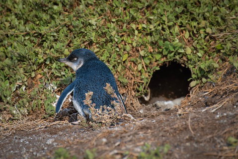 Small-Group Phillip Island Penguin Parade Day Tour From Melbourne - Accommodation Batemans Bay 1