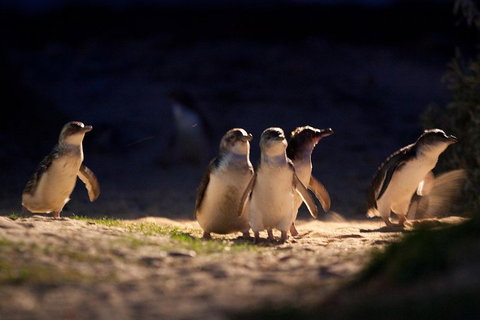 Small-Group Phillip Island Penguin Parade Day Tour From Melbourne - Accommodation Batemans Bay 5
