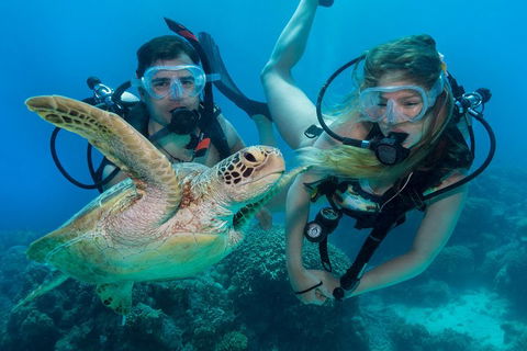 Great Barrier Reef Diving And Snorkeling Cruise From Cairns - Accommodation Batemans Bay 4