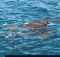 Roebuck Bay Snubfin Dolphin Cruise - Accommodation Batemans Bay