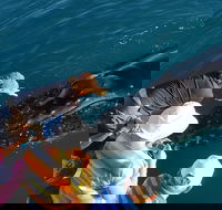 AOC Whale Watching from Broome - Accommodation Batemans Bay